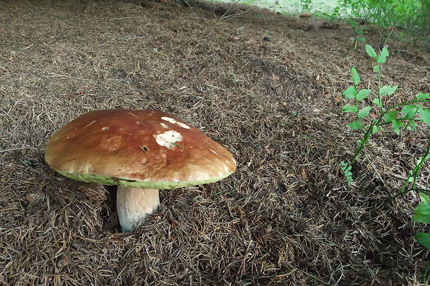 hríb smrekový Boletus edulis Bull.