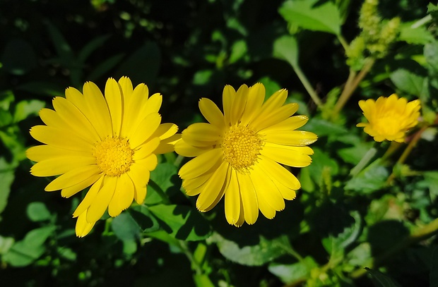 nechtík roľný Calendula arvensis L.