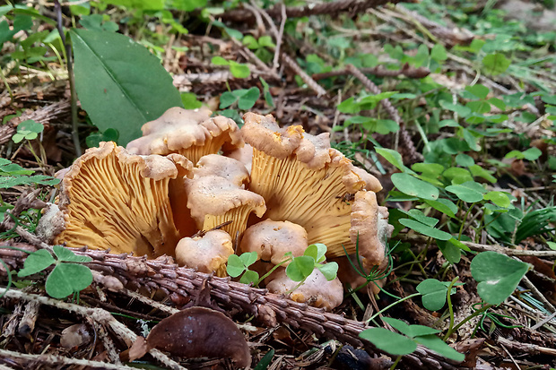 kuriatko jedlé ametystové Cantharellus amethysteus (Quél.) Sacc.