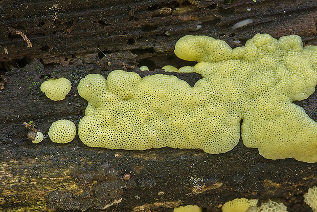 rohačka kríčkovitá v. pórovitá Ceratiomyxa fruticulosa var. porioides