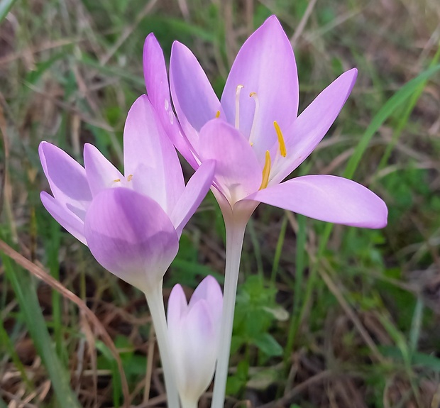 jesienka obyčajná Colchicum autumnale