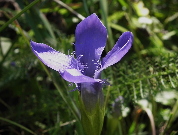 pahorec brvitý Gentianopsis ciliata (L.) Ma