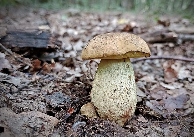 kozák žltopórový Leccinellum crocipodium (Letell.) Della Maggiora & Trassinelli