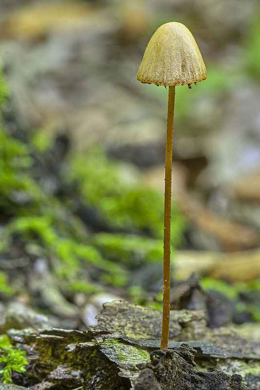 prilbička Mycena sp.