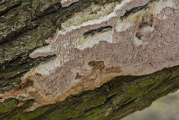 dubovnica pružná Pachykytospora tuberculosa (Fr.) Kotl. & Pouzar