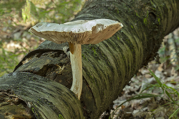 štítovka Pluteus sp.