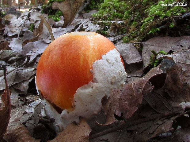 muchotrávka cisárska Amanita caesarea (Scop.) Pers.