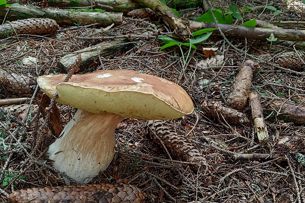 hríb smrekový Boletus edulis Bull.