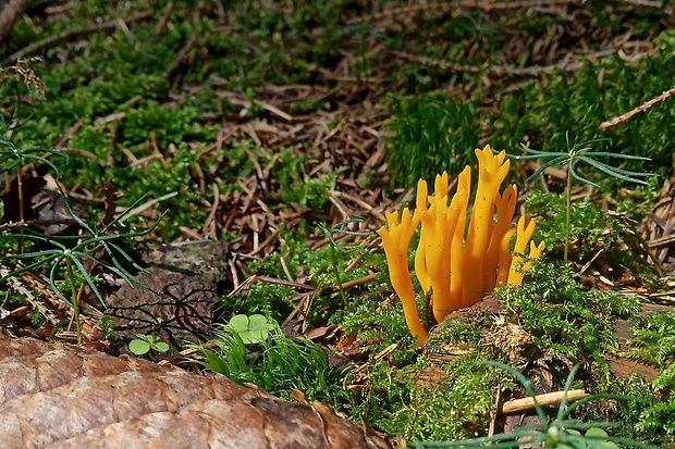 parôžkovec lepkavý Calocera viscosa (Pers.) Fr.