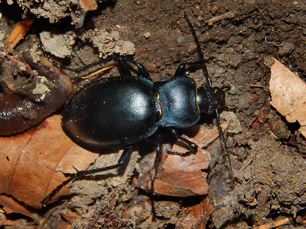 bystruška hladká Carabus glabratus