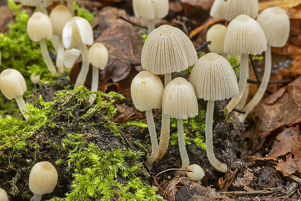 hnojník Coprinellus sp.