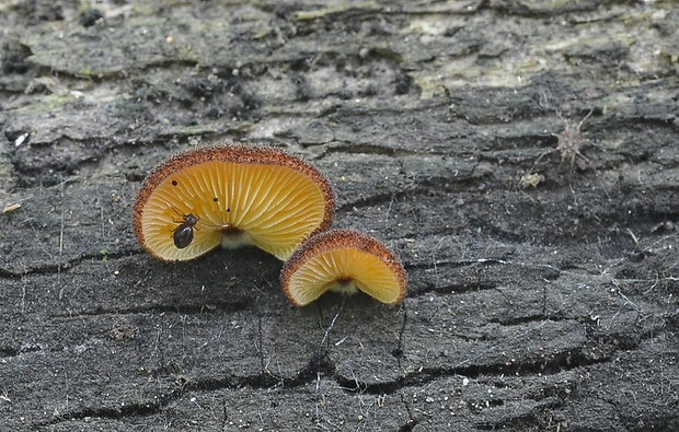 pahliva šafranová Crepidotus crocophyllus (Berk.) Sacc.