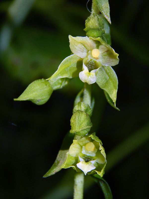 kruštík tallošov Epipactis tallosii Molnár et Robatsch