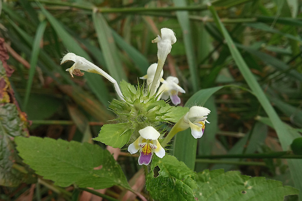 konopnica úhľadná Galeopsis speciosa Mill.