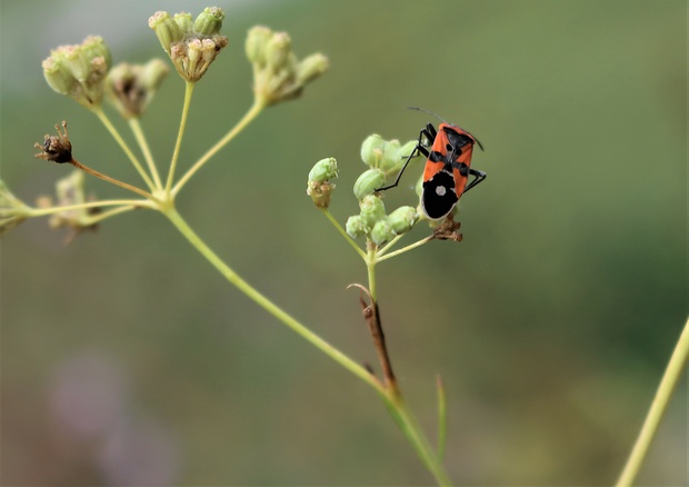 behavka pestrá Lygaeus equestris