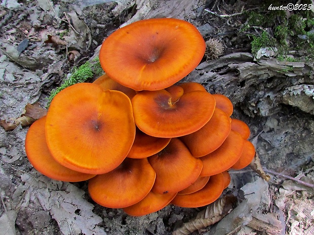 kališník hnedooranžový Omphalotus olearius (DC.) Singer