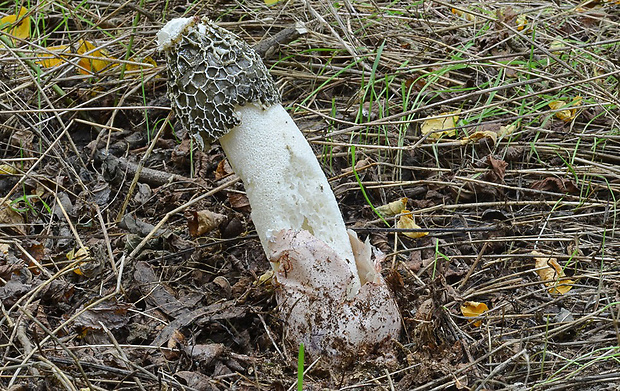 hadovka Hadriánova Phallus hadriani Vent.