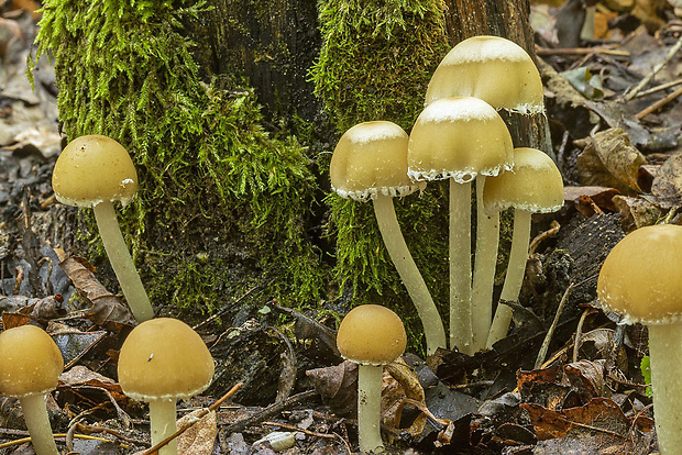 drobuľka Psathyrella sp.