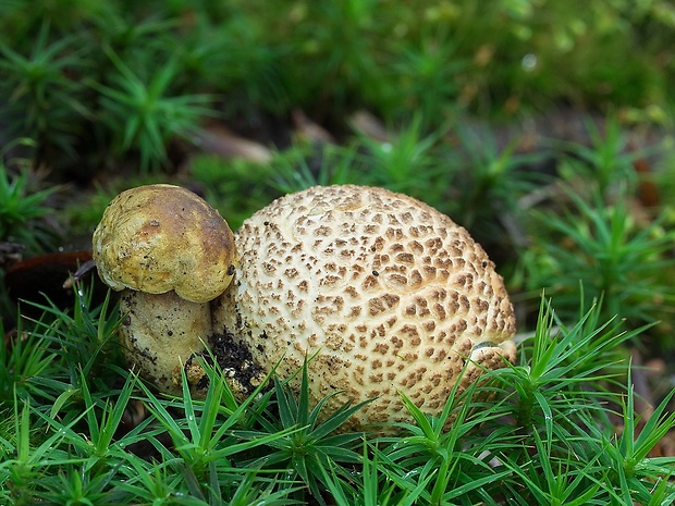 suchohríb cudzopasný Pseudoboletus parasiticus (Bull.) Šutara