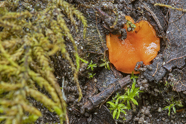 práškovka Pulvinula sp.