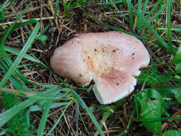 plávka Russula sp.