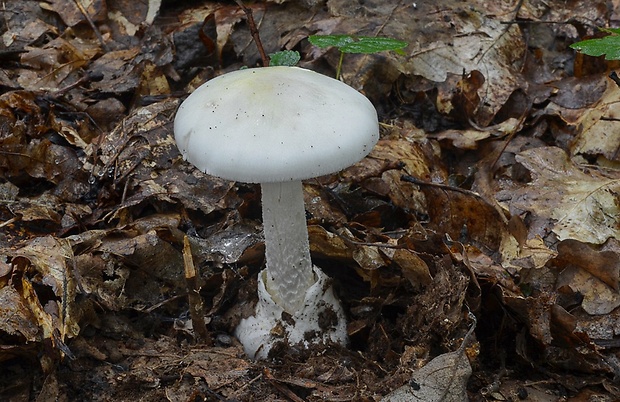 muchotrávka zelená Amanita phalloides (Vaill. ex Fr.) Link