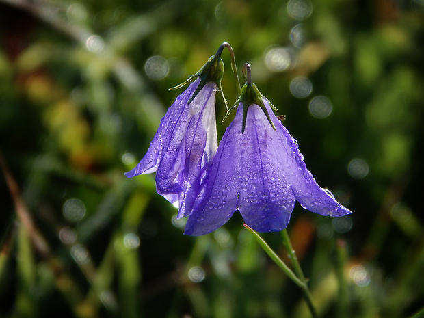 zvonček okrúhlolistý Campanula rotundifolia L.