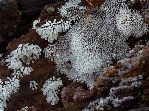 rohačka kríčkovitá, nerozvetvená varieta Ceratiomyxa fruticulosa var. descendens Emoto (1933)