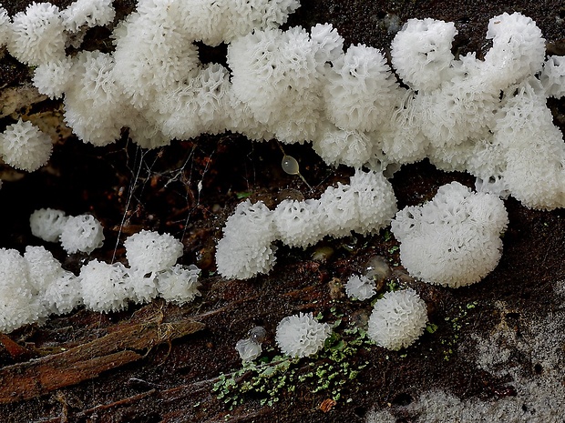 rohačka kríčkovitá v. pórovitá Ceratiomyxa fruticulosa var. porioides