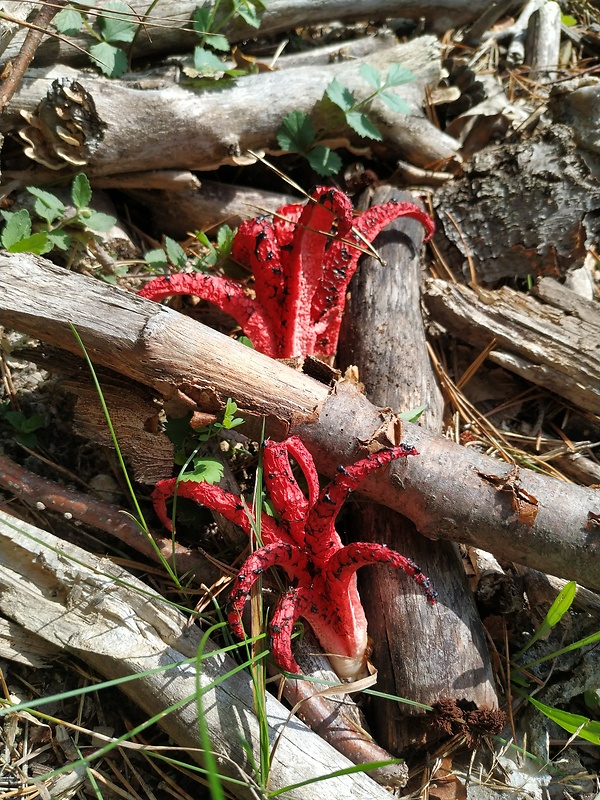 kvetovec Archerov Clathrus archeri (Berk.) Dring