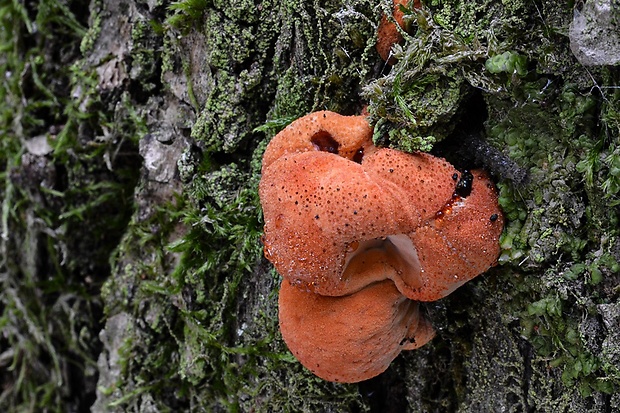 pečeňovec dubový Fistulina hepatica (Schaeff.) With.