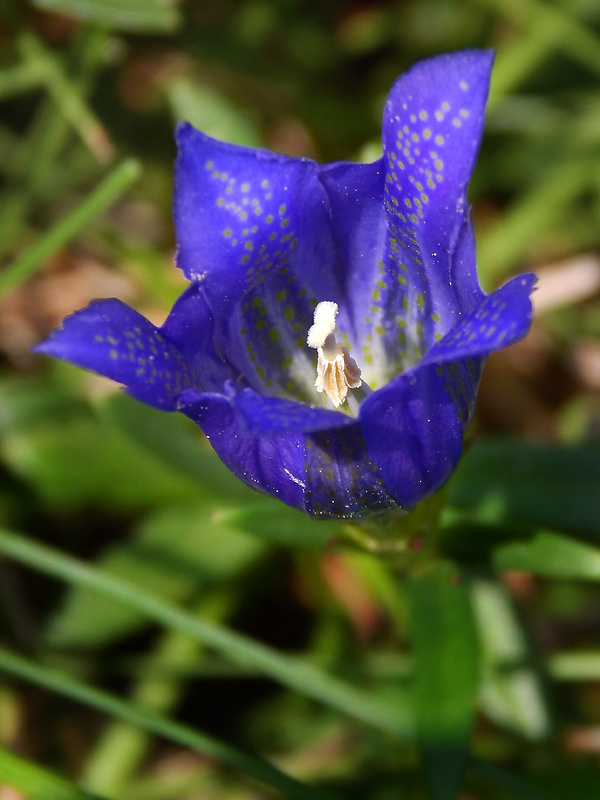 horec pľúcny Gentiana pneumonanthe L.