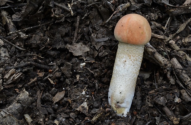 kozák osikový Leccinum albostipitatum den Bakker & Noordel.