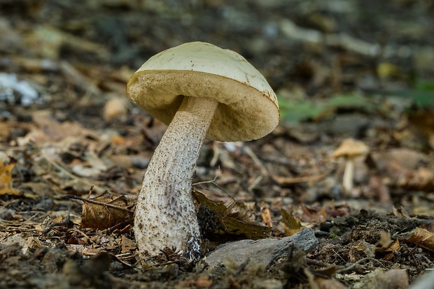 kozák hrabový Leccinum pseudoscabrum (Kallenb.) Šutara