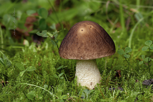 kozák hrabový Leccinum pseudoscabrum (Kallenb.) Šutara