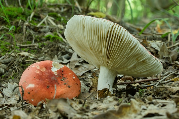 plávka Russula sp.