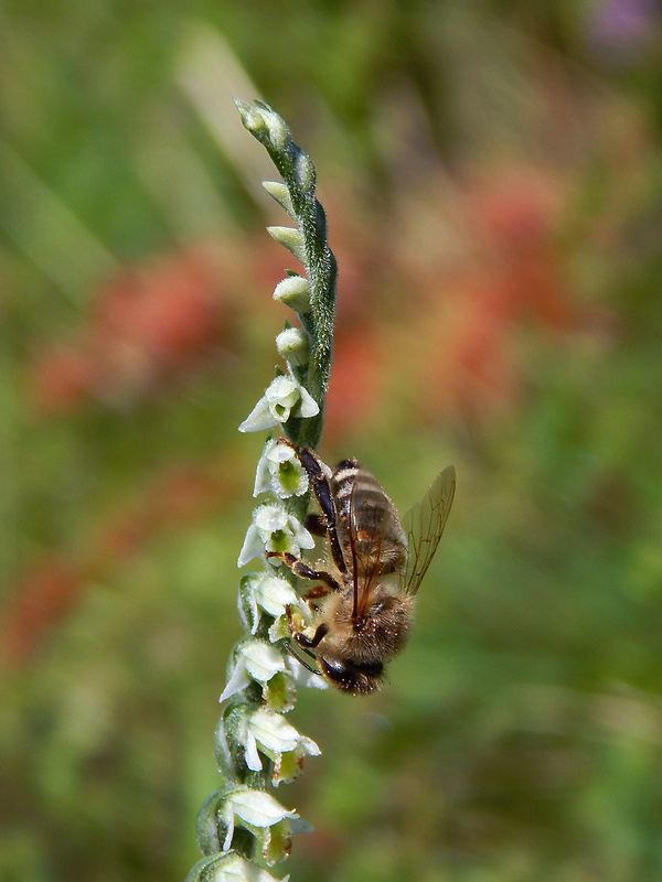 pokrut jesenný Spiranthes spiralis (L.) Chevall.