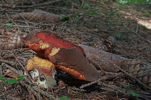 hríb zrnitohlúbikový Sutorius luridiformis (Rostk.) G. Wu & Zhu L. Yang