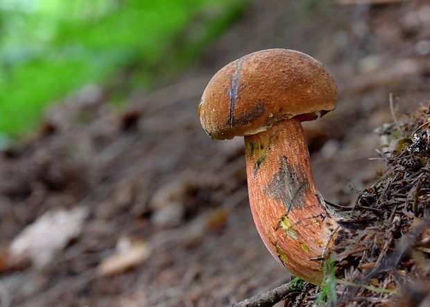 hríb zrnitohlúbikový Sutorius luridiformis (Rostk.) G. Wu & Zhu L. Yang