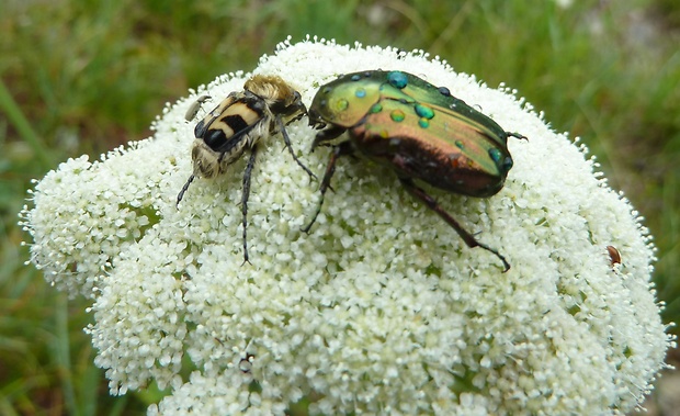 chlpáčik škvrnitý  a zlatoň obyčajný  Trichius fasciatus a Cetonia aurata