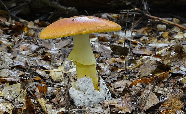 muchotrávka cisárska Amanita caesarea (Scop.) Pers.