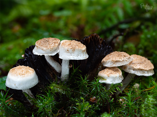 príživnica prášnicovitá Asterophora lycoperdoides (Bull.) Ditmar