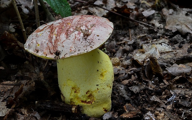 hríb kráľovský Butyriboletus regius (Krombh.) D. Arora & J.L. Frank