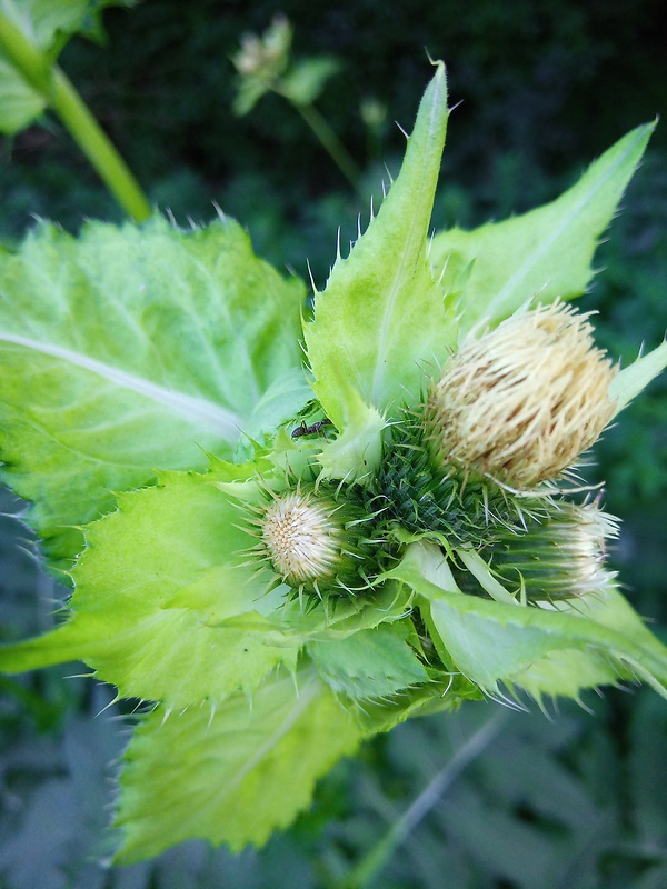 pichliač zelinový Cirsium oleraceum (L.) Scop.