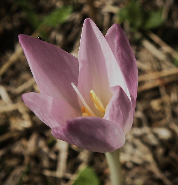 jesienka obyčajná Colchicum autumnale