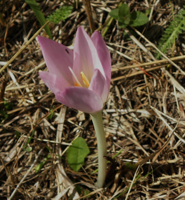 jesienka obyčajná Colchicum autumnale