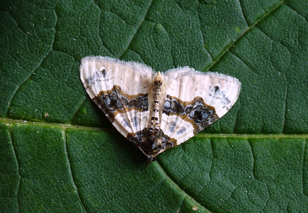 piadivka očkatá Cosmorhoe ocellata