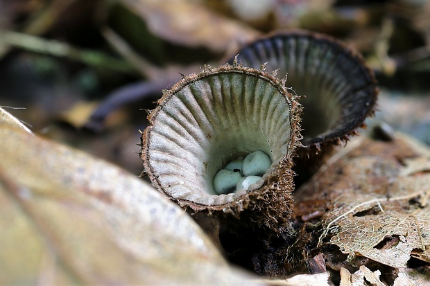 čiaškovec pásikavý Cyathus striatus (Huds.) Willd.