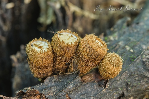 čiaškovec pásikavý Cyathus striatus (Huds.) Willd.