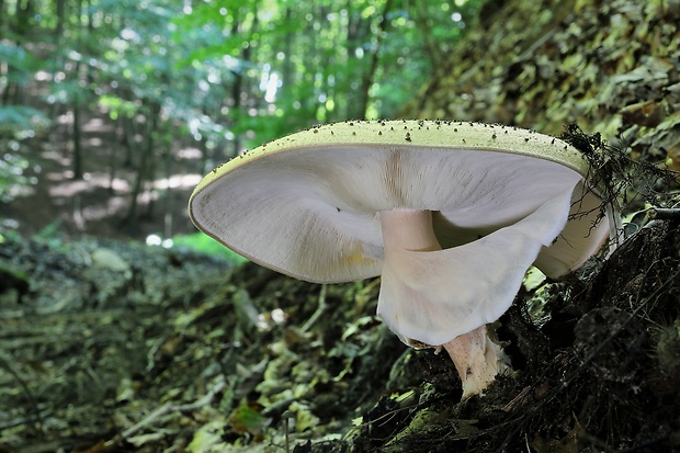 bedlička ostrošupinatá Echinoderma asperum (Pers.) Bon